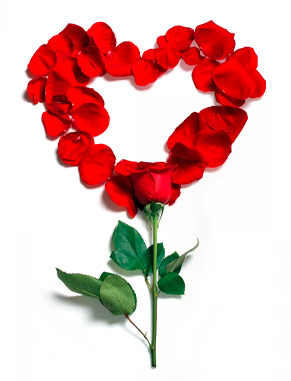 Une seule rose signifie un coup de foudre.